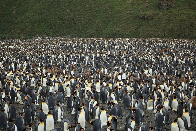Страна пингвинов. Нереальное количество пингвинов в одном месте (20 Фото)