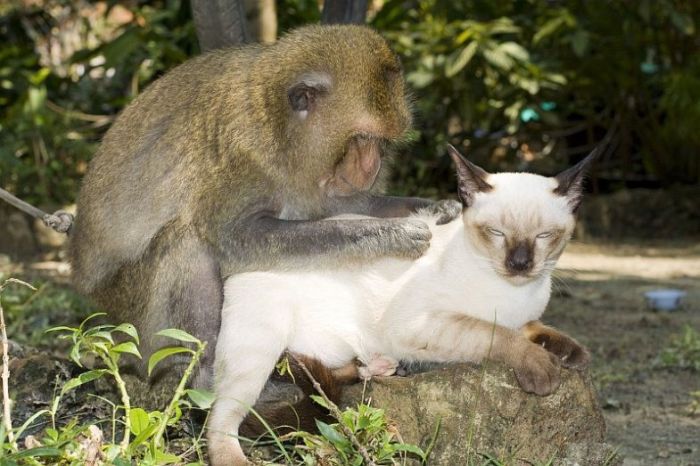 Удивительная любовь обезьянки и котов (15 Фото)