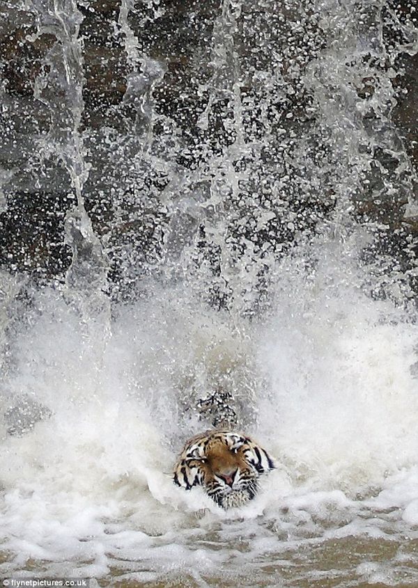 Тигры спасаются от летней жары (20 Фото)