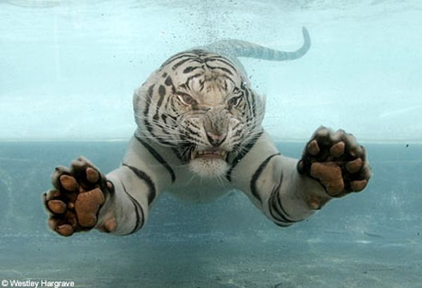 Тигры спасаются от летней жары (20 Фото)