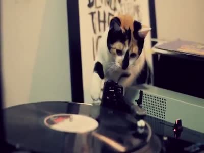 Кот играет музыку, как настоящий диджей (5.9 мб) » Триникси