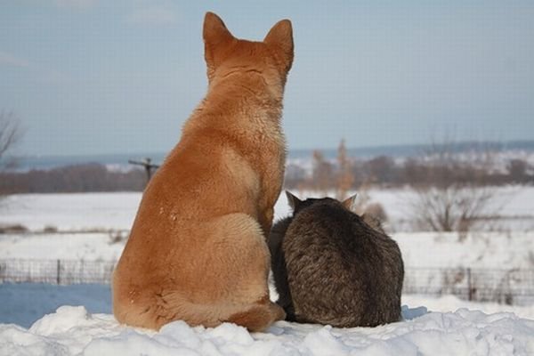 Кот и собака – лучшие друзья (7 Фото)