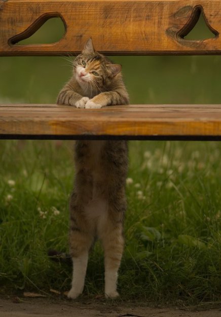 Шикарный балдеющий кот (7 Фото)