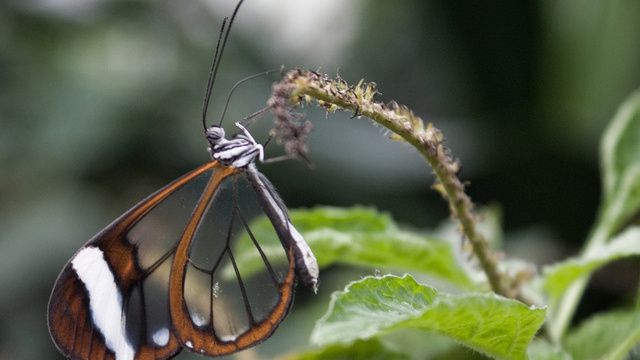Удивительные и необычные бабочки (7 Фото) » Триникси
