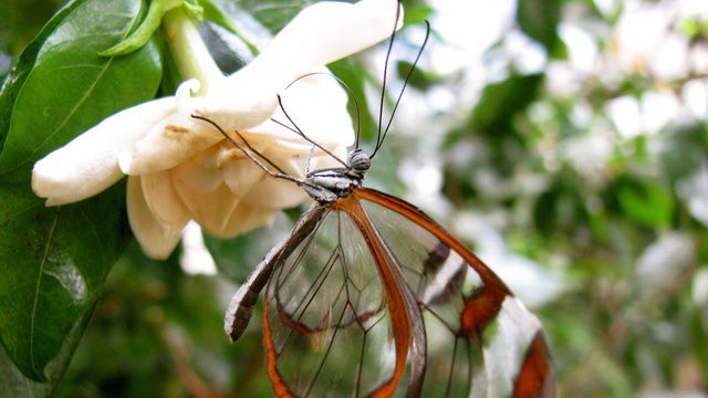 Удивительные и необычные бабочки (7 Фото)