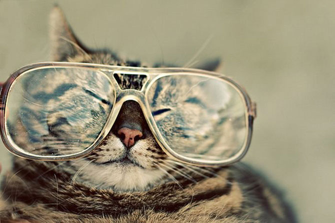 Смешные коты в очках (24 Фото)