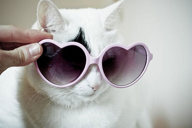 Смешные коты в очках (24 Фото)