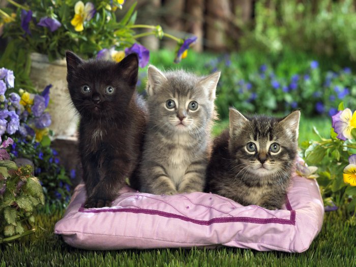 Забавные и милые маленькие котята (31 Фото)