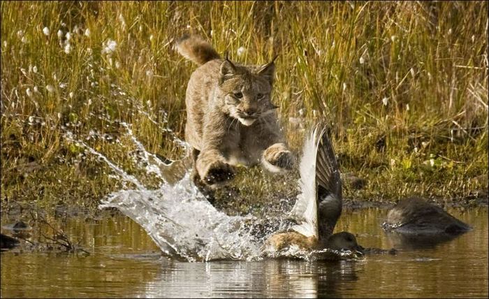 Как рысь охотится на уток (9 Фото)