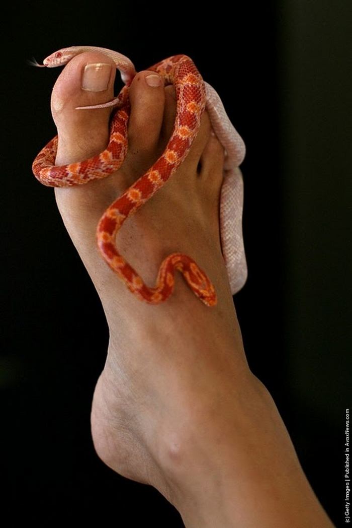 Змеиный массаж в Израиле – не для слабонервных (12 Фото)