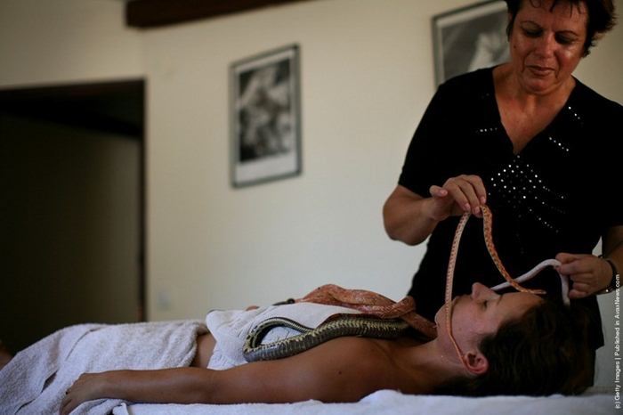 Змеиный массаж в Израиле – не для слабонервных (12 Фото)