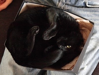 Котики, которые любят отдыхать в коробках (12 Фото)