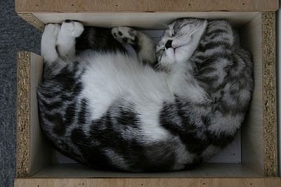 Котики, которые любят отдыхать в коробках (12 Фото)