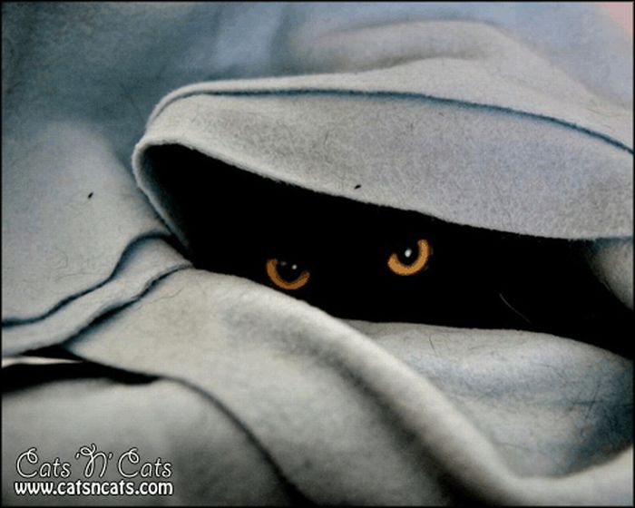Коты следят за вами! Будьте бдительны :) (29 Фото)
