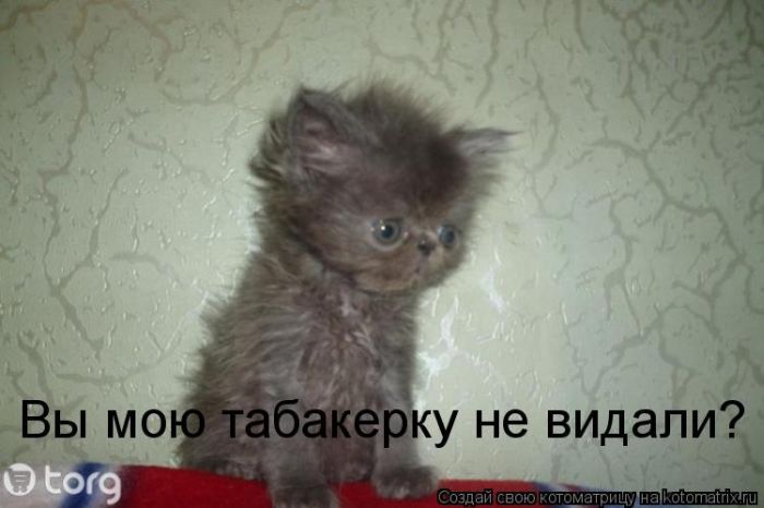 http://trinixy.ru/pics5/20120308/kotomatrix_01.jpg