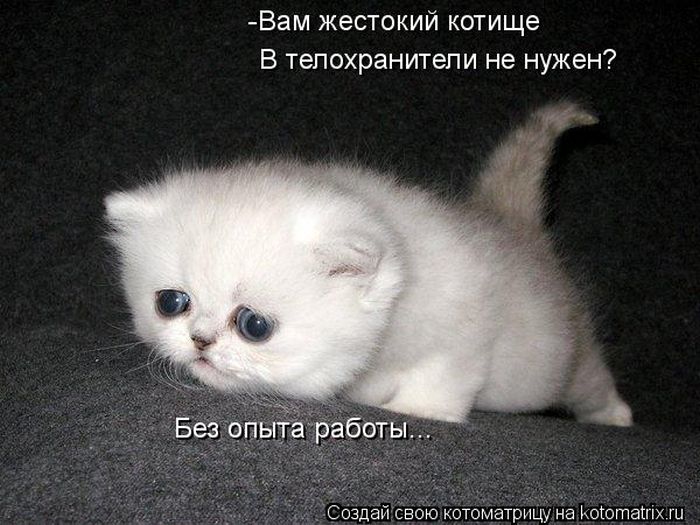http://trinixy.ru/pics5/20120308/kotomatrix_05.jpg
