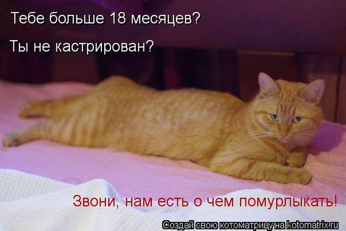 http://trinixy.ru/pics5/20120308/kotomatrix_06.jpg
