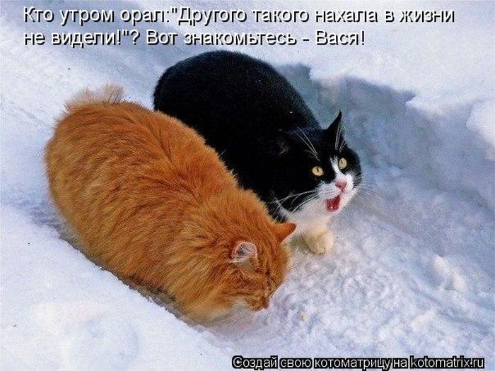 http://trinixy.ru/pics5/20120308/kotomatrix_08.jpg
