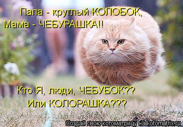 http://trinixy.ru/pics5/20120308/kotomatrix_10.jpg