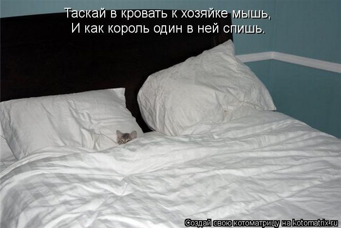 http://trinixy.ru/pics5/20120308/kotomatrix_11.jpg