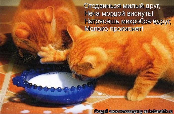 http://trinixy.ru/pics5/20120308/kotomatrix_13.jpg