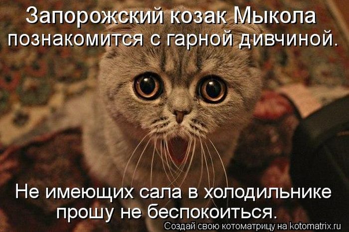 http://trinixy.ru/pics5/20120308/kotomatrix_14.jpg