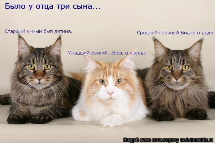 http://trinixy.ru/pics5/20120308/kotomatrix_15.jpg