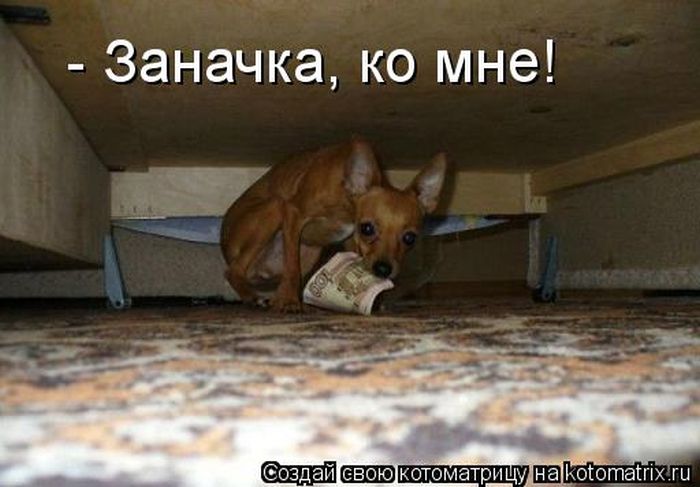 http://trinixy.ru/pics5/20120308/kotomatrix_17.jpg