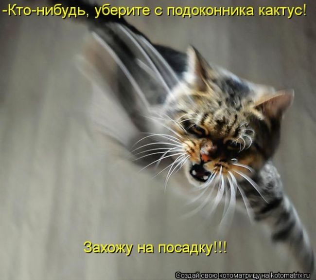 http://trinixy.ru/pics5/20120308/kotomatrix_18.jpg