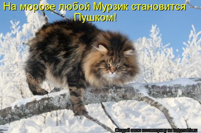 http://trinixy.ru/pics5/20120308/kotomatrix_21.jpg
