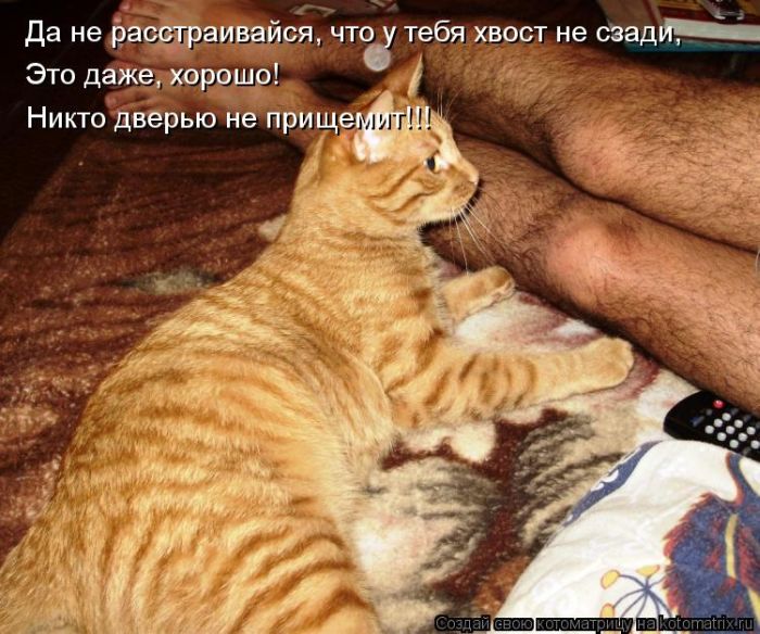 http://trinixy.ru/pics5/20120308/kotomatrix_23.jpg