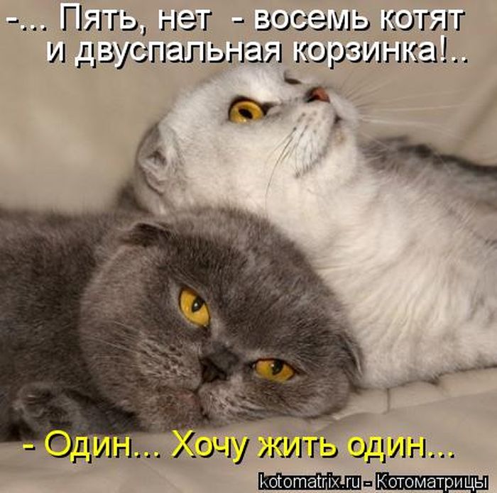 http://trinixy.ru/pics5/20120308/kotomatrix_24.jpg