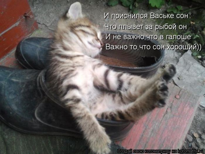 http://trinixy.ru/pics5/20120308/kotomatrix_25.jpg