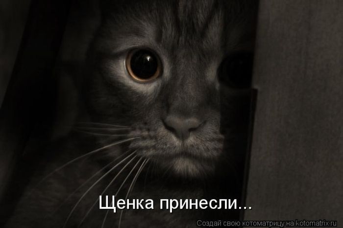 http://trinixy.ru/pics5/20120308/kotomatrix_26.jpg