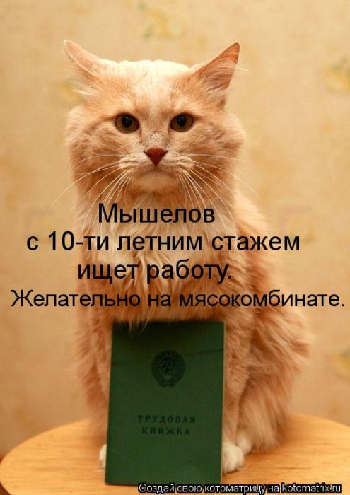http://trinixy.ru/pics5/20120308/kotomatrix_29.jpg