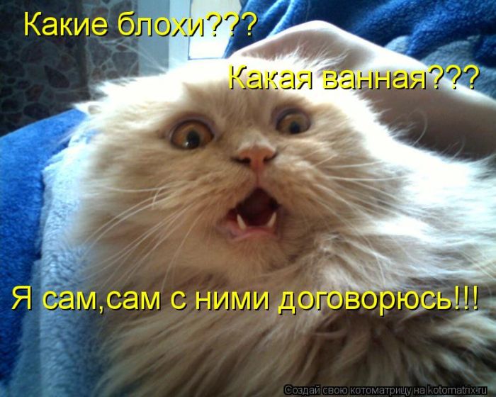 http://trinixy.ru/pics5/20120308/kotomatrix_35.jpg