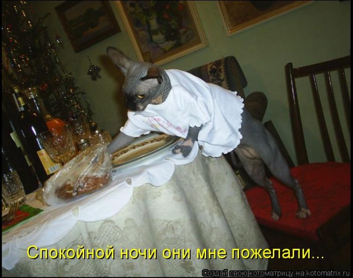 http://trinixy.ru/pics5/20120308/kotomatrix_38.jpg