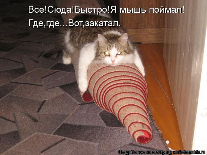 http://trinixy.ru/pics5/20120308/kotomatrix_39.jpg