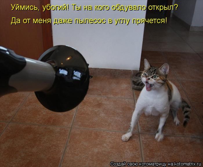 http://trinixy.ru/pics5/20120308/kotomatrix_41.jpg