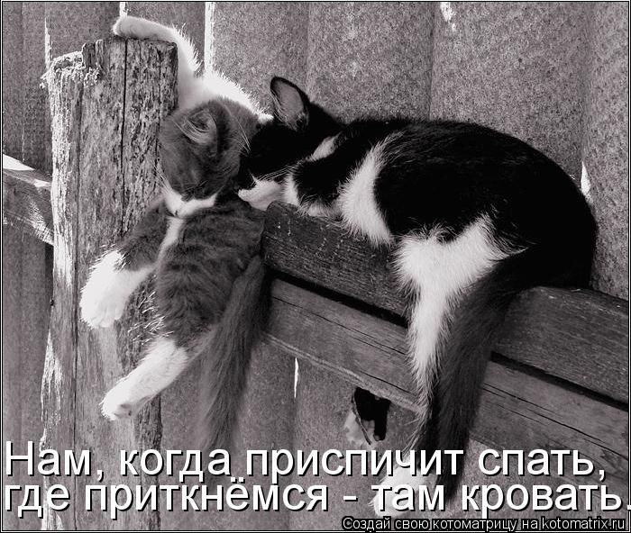 http://trinixy.ru/pics5/20120308/kotomatrix_44.jpg
