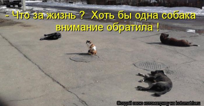 http://trinixy.ru/pics5/20120308/kotomatrix_48.jpg