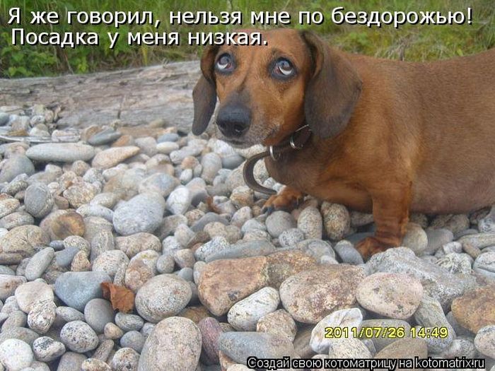 http://trinixy.ru/pics5/20120308/kotomatrix_50.jpg