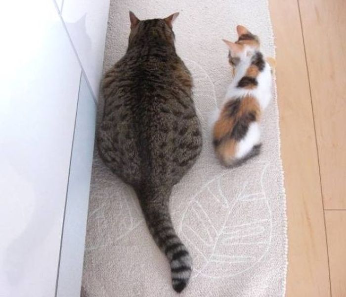 Толстый кот (4 фото) » Триникси
