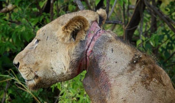 Несчастный лев, который 3 года мучался с капканом на шее (4 фото)