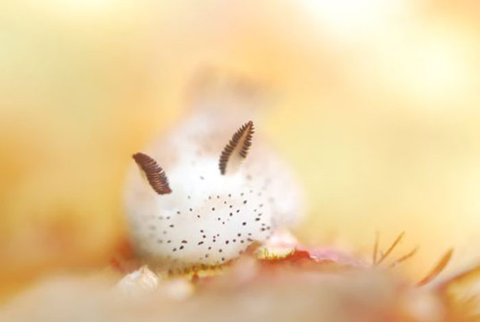 Картинки по запросу Морские кролики - самые симпатичные слизни в мире (7 фото)