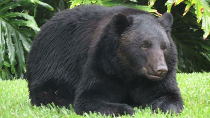В США медведь полакомился украденным собачьим кормом и уснул на заднем дворе частного дома (3 фото)