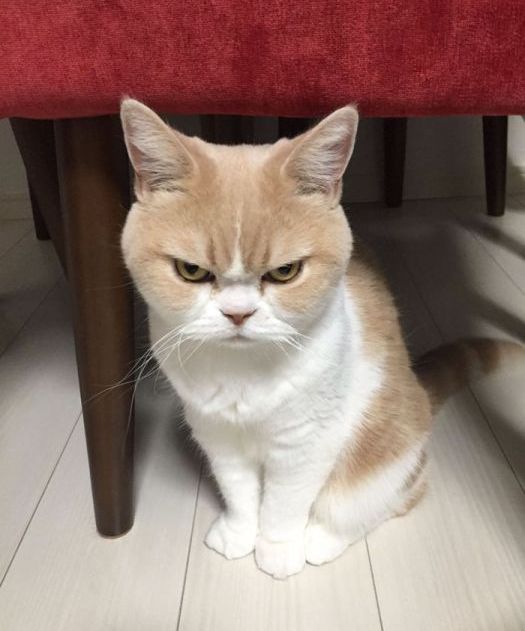 Коюки - новый хмурый кот, покоривший пользователей сети (14 фото) » Триникси