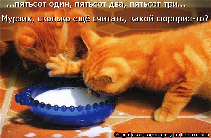 Лучшие котоматрицы недели (50 фото) » Триникси
