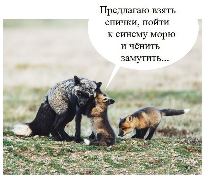 http://trinixy.ru/pics5/20170404/podborka_dnevnaya_49.jpg