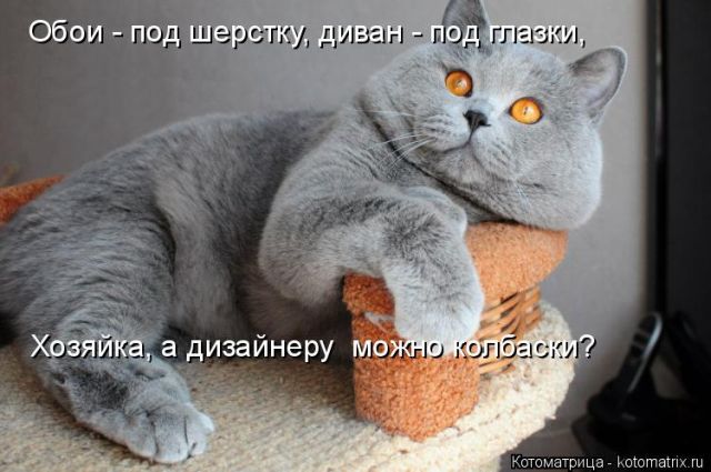 Лучшие котоматрицы недели (50 фото) » Триникси
